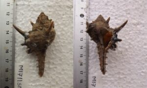 Bent spined rock shell - Jal kata (জাল কাঁটা) - Murex aduncospinosus - Type: Sea_snails