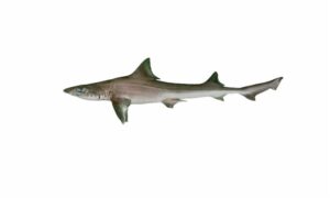 Arabian smooth-hound - Hangor (হাঙ্গর) - Mustelus mosis - Type: Shark