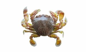 Flower Moon Crab. - Lojjaboti Kakra (লজ্জাবতী কাঁকড়া), Chandra Kankra (চন্দ্র কাঁকড়া), Planip Kakra) (প্ল্যানিপ কাঁকড়া) - Matuta planipes - Type: Crab