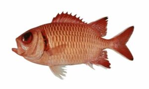 Blacktip soldierfish - Soinik machh ( সৈনিক মাছ) - Myripristis botche - Type: Bonyfish
