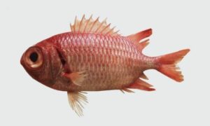 Doubletooth soldierfish - Soinik machh ( সৈনিক মাছ) - Myripristis hexagona - Type: Bonyfish