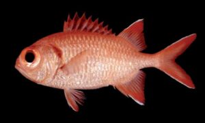 Pinecone soldierfish - Soinik machh (সৈনিক মাছ) - Myripristis murdjan - Type: Bonyfish