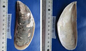 Blue mussel/Green Lipped Mussel - Kalo chilon (কালো ছিলন) - Mytilus edulis - Type: Bivalve