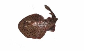 Darkfinned numbfish - Not Known. - Narcine maculata - Type: Ray
