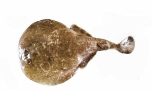 Spotted numbfish - Bidyut machh ( বিদ্যুৎ মাছ), Chor chata (চর চাটা), Fota bidyut mach (ফোটা বিদ্যুৎ মাছ) - Narcine timlei - Type: Ray