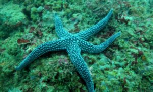 Brown meah sea star - Taramachh (তারা মাছ) - Nardoa galatheae - Type: Sea_star