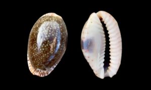 Eroded cowrie, Gnawed cowrie,Erose cowrie - Deem koyre (ডিম কড়ি) - Naria erosa - Type: Sea_snails