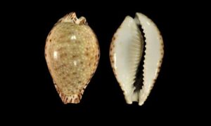 Lamarcks cowrie, - Bagha koyre (বাঘা কড়ি) - Naria lamarckii - Type: Sea_snails