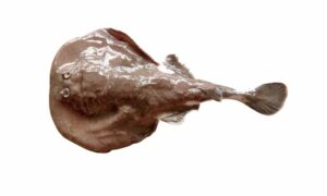 spottail sleeper ray,spottail electric ray - Bidyut machh (বিদ্যুৎ মাছ), Chor chata (চর চাটা), Numbray(নাম্ব্রে) - Narke dipterygia - Type: Ray