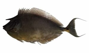 Bluespine unicornfish - Not Known - Naso unicornis - Type: Bonyfish