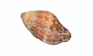Francolina jopas, indian nassa - Hul shamuk (হুল শামুক) - Nassa francolina - Type: Sea_snails