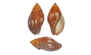 Wreath jopas, Garland shell, Garland thaid - Hul shamuk (হুল শামুক) - Nassa serta - Type: Sea_snails