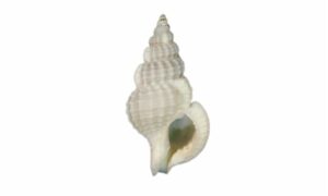 White phos - Chotogota shamuk (ছোটগোটা শামুক) - Nassaria pusilla - Type: Sea_snails