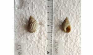 - - Nassarius nodiferus - Type: Sea_snails