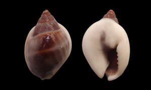 Black nassa - - Nassarius pullus - Type: Sea_snails
