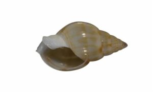 Compta shamuk - Pagala (পাগালা), Butkar dana (ভুটকার দানা) - Nassarius comptus - Type: Sea_snails
