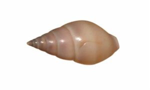 Unicolour dog whelk, channeled nassa - Pagala (পাগালা), Butkar dana (ভুটকার দানা) - Nassarius dorsatus - Type: Sea_snails