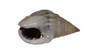Lovely nassa - Bhutta shamuk (ভুট্টা শামুক) - Nassarius venustus - Type: Sea_snails