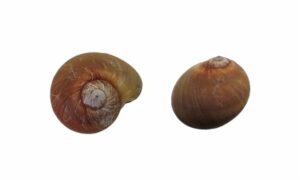 Calf moon snail - - Natica spadicea - Type: Sea_snails