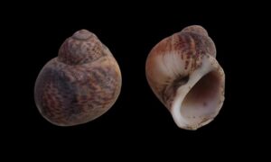 Tiger moon shell - - Paratectonatica tigrina - Type: Sea_snails