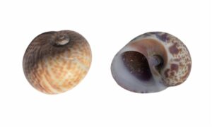 Hebrew moon-shell - Pat shamuk (প্যাট শামুক) - Naticarius hebraeus - Type: Sea_snails