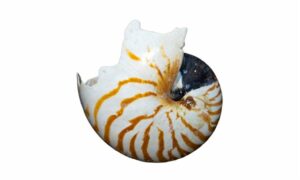 Nautilus pompilius