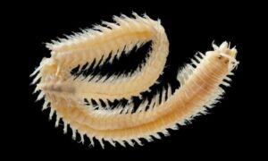 Clamworm - Nereis (নেরিস) - Neanthes mossambica - Type: Fireworms