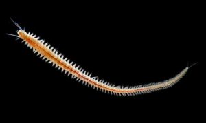 Clamworm - Nereis (নেরিস) - Neanthes operta - Type: Fireworms