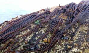 Threadweed sea noodles - Not Known - Nemalion elminthoides - Type: Seaweeds