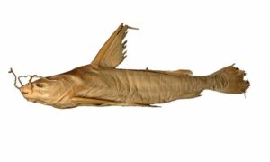 Engraved cat fish - Kata machh (কাটা মাছ) - Nemapteryx caelata - Type: Bonyfish