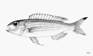 Graceful Threadfin Bream - Sat Dagi Ruppan, Rupbam(রুপবাম) - Nemipterus gracilis - Type: Bonyfish