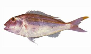 Teardrop threadfin bream - Sona ban (সোনাবান) - Nemipterus isacanthus - Type: Bonyfish