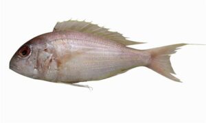 Japanese Threadfin Bream, Pink Perch - Rupban (রুপবান), Lal mach (লাল মাছ) - Nemipterus japonicus - Type: Bonyfish
