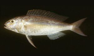 Mauvelip threadfin bream - Not known - Nemipterus mesoprion - Type: Bonyfish