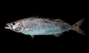 Sackfish - Jhuri mach (ঝুঁড়ি মাছ), Thole mach (থলে মাছ) - Neoepinnula orientalis - Type: Bonyfish