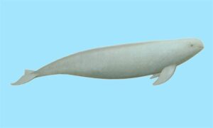 Finless porpoises - Pakhnahin porpoise (পাখনাহীন পরপয়েজ) - Neophocaena phocaenoides - Type: Porpoises