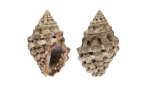 Marginate drupe, Littlemouse drupe/purpura - Gota shamuk (গোটা শামুক) - Neothais marginatra - Type: Sea_snails