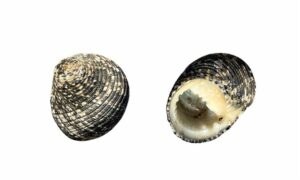 Antillean nerite, Lightning nerite - Kalapat (কালাপ্যাট) - Nerita fulgurans - Type: Sea_snails