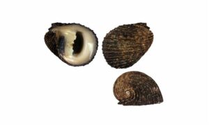 Flatspired nerite - Shamuk (শামুক) - Nerita planospira - Type: Sea_snails