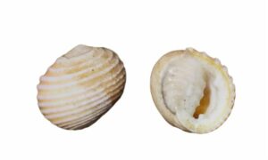plicate nerite - kalapat shamuk (কালাপ্যাট শামুক) - Nerita plicata - Type: Sea_snails