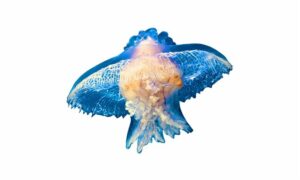 Crown jellyfish - Jellyfish (জেলিফিশ) - Netrostoma coerulescens - Type: Jellyfish
