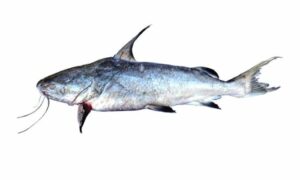 Bronze Cat fish - Tamro kata mach (তাম্র কাটা মাছ) - Netuma bilineata - Type: Bonyfish