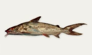 Giant sea catfish - Kata machh (কাটা মাছ) - Netuma thalassina - Type: Bonyfish