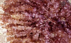 Not Known - Not Known - Neurymenia fraxinifolia - Type: Seaweeds
