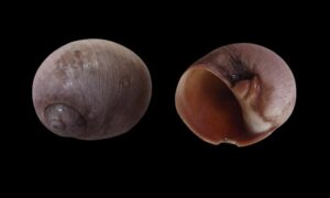 Shark eye - - Neverita duplicata - Type: Sea_snails