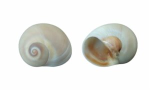 Josephine's moon-shell - Pat shamuk (প্যাট শামুক) - Neverita josephinia - Type: Sea_snails