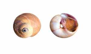 Lewis's moonsnail - Pat shamuk (প্যাট শামুক) - Neverita lewisii - Type: Sea_snails