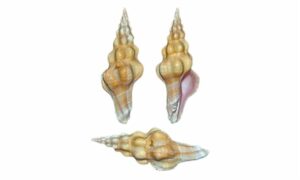 Nodular latirus - Kata sonkho (কাটা শঙ্খ) - Nodolatirus nodatus - Type: Sea_snails