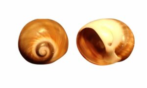 Guateris moon snail - Pat shamuk (প্যাট শামুক) - Notocochlis gualteriana - Type: Sea_snails