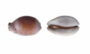 - - Notocypraea angustata - Type: Sea_snails